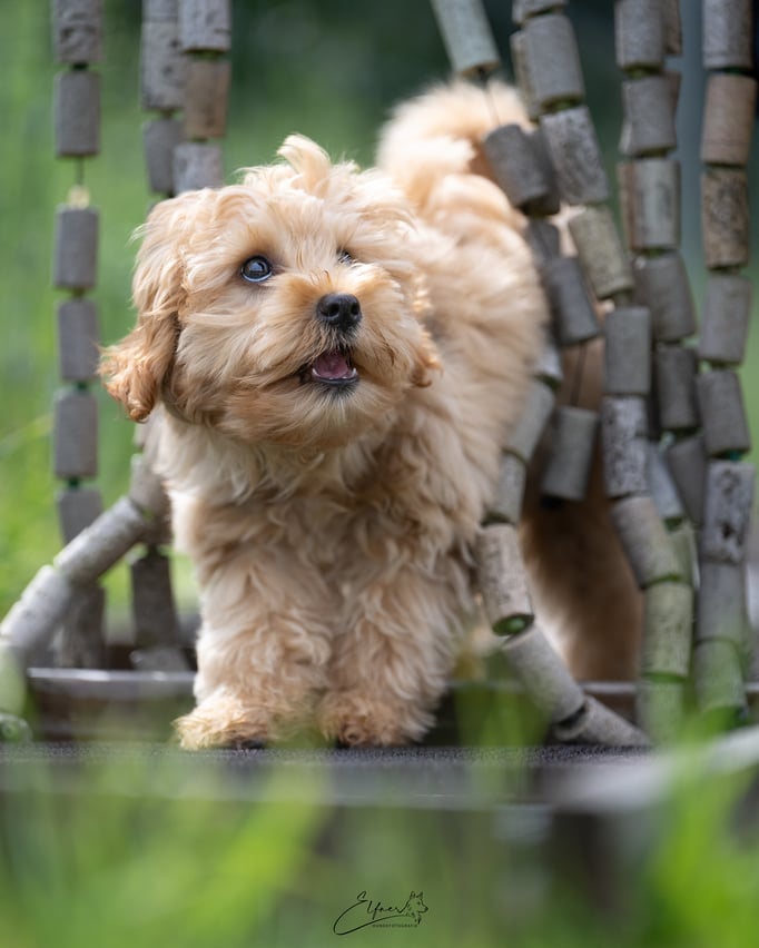 Welpenschule © Hundeschule gooddog 