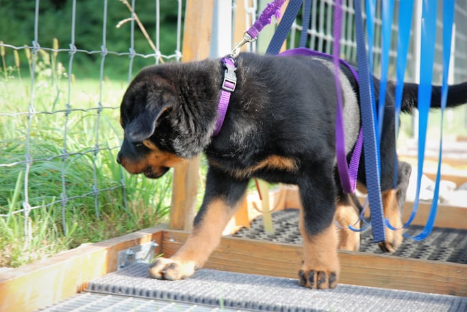 Welpenschule © Hundeschule gooddog 