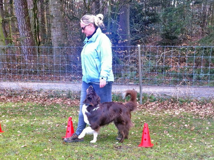 Freifolge © Hundeschule gooddog