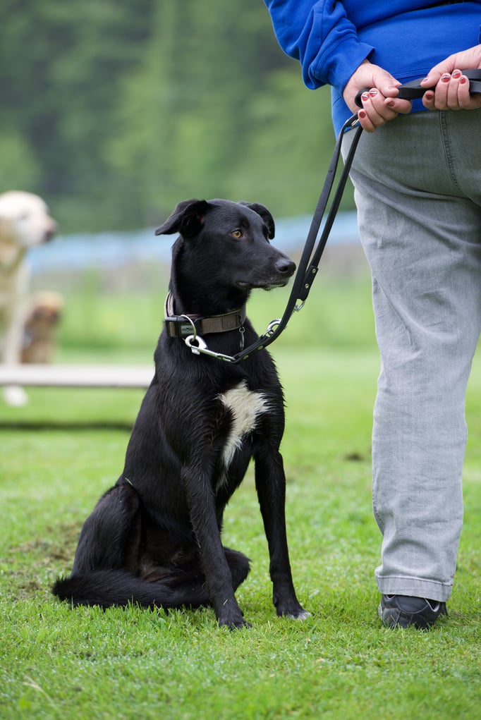 © Hundeschule gooddog