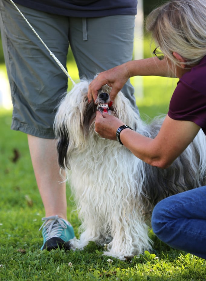 Ringtraining © Hundeschule gooddog