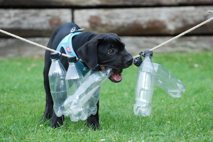 Antikdogge in der Welpenschule © Hundeschule gooddog
