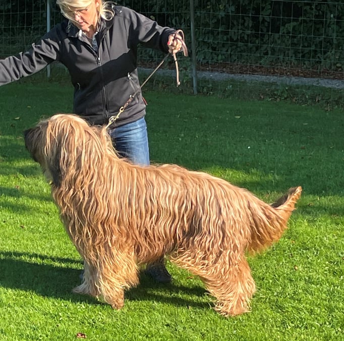 Ringtraining © Hundeschule gooddog