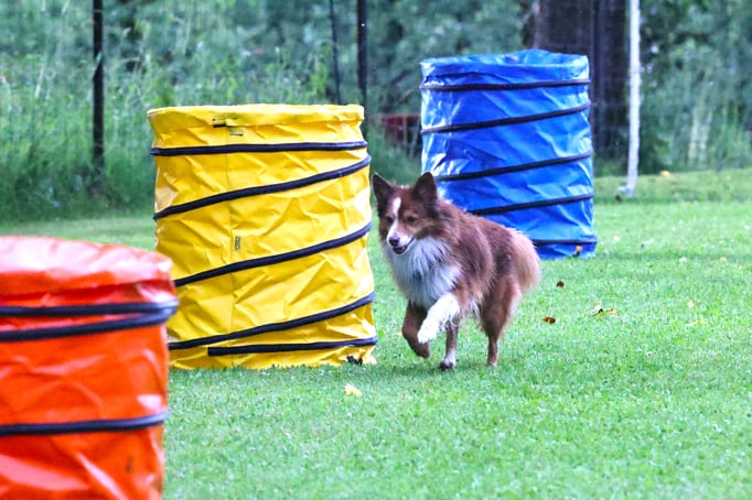 Hoopers/Hoop-Agi/Nadac © Hundeschule gooddog