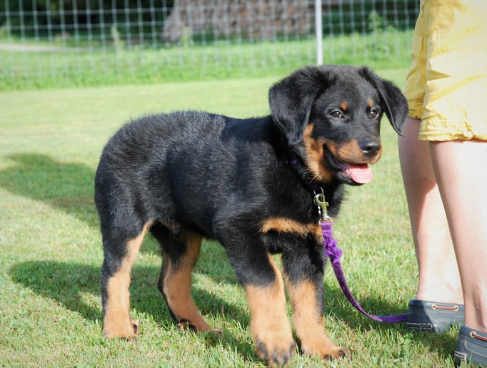 Welpenschule © Hundeschule gooddog 