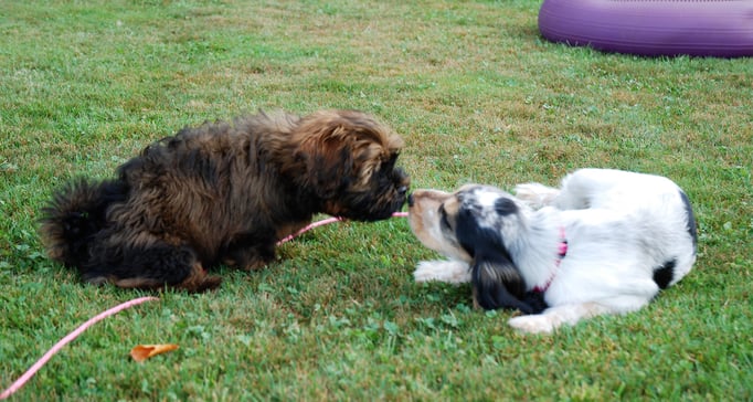 Zwergligruppe/Zwerghunde © Hundeschule gooddog