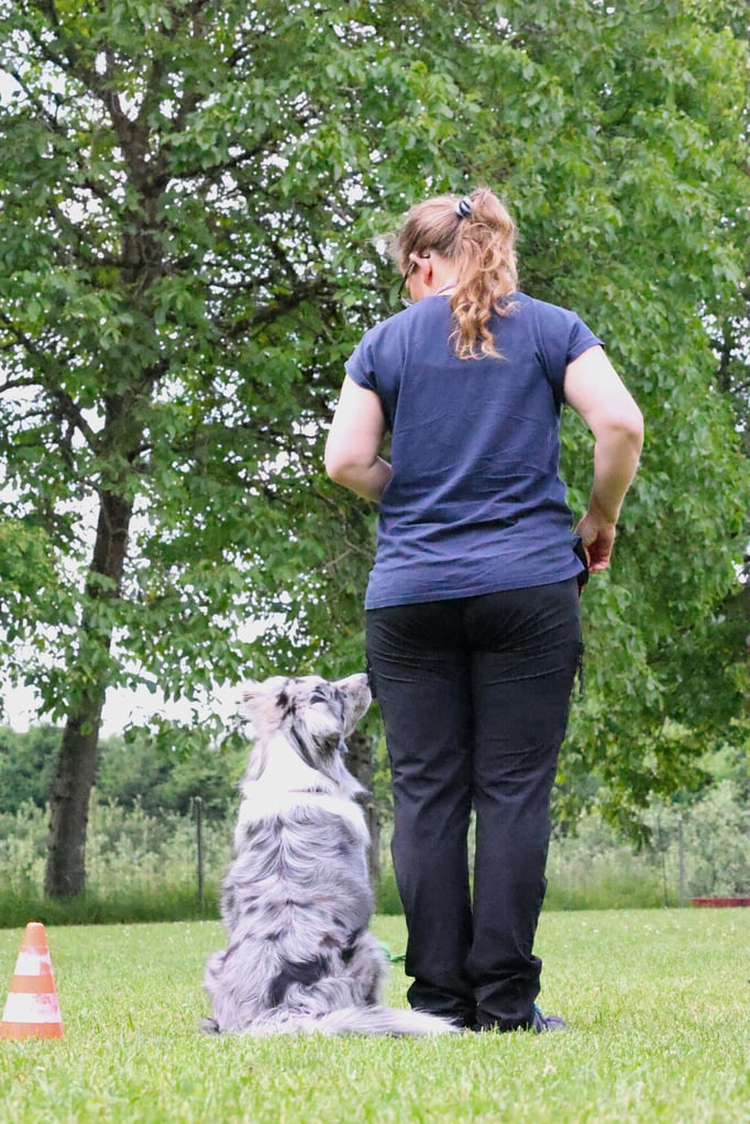 Begleithund/Obedience © Hundeschule gooddog