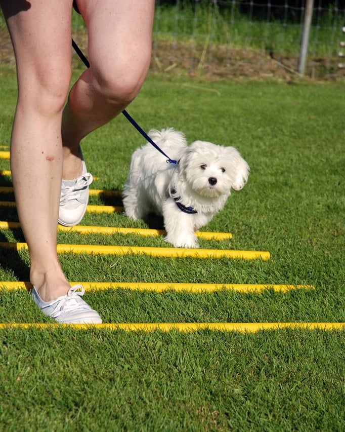 Zwergligruppe/Zwerghunde © Hundeschule gooddog