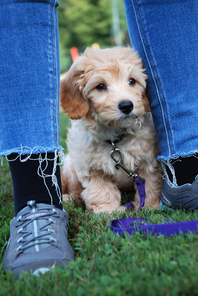 Welpenschule © Hundeschule gooddog 