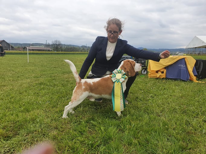 Ringtraining © Hundeschule gooddog