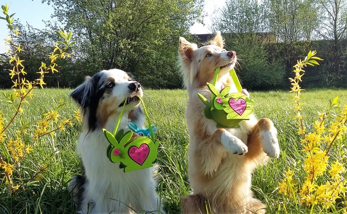 Clicker-Training © Hundeschule gooddog