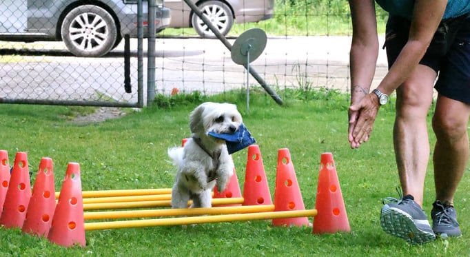 Zwergligruppe/Zwerghunde © Hundeschule gooddog