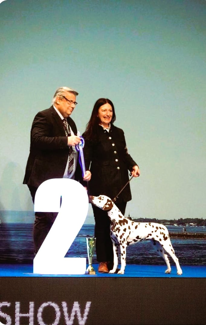 Ringtraining © Hundeschule gooddog