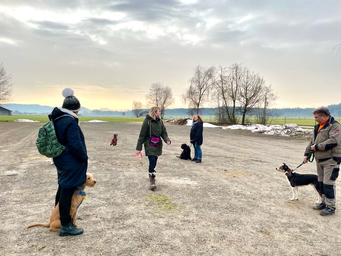 Junghundekurs © Hundeschule gooddog