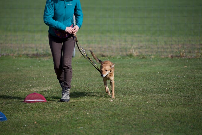Anti-Giftköder-Kurs @ Hundeschule gooddog