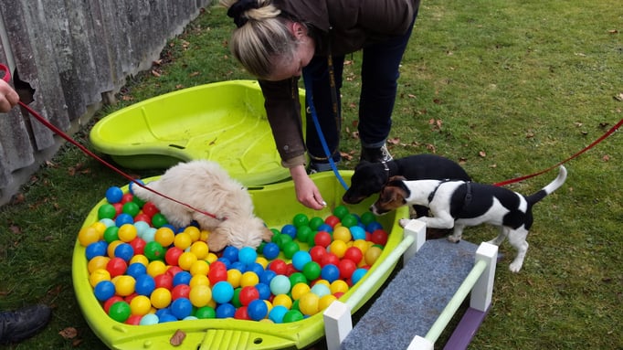 Welpenförderung © Hundeschule gooddog