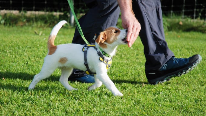 Welpenschule © Hundeschule gooddog 