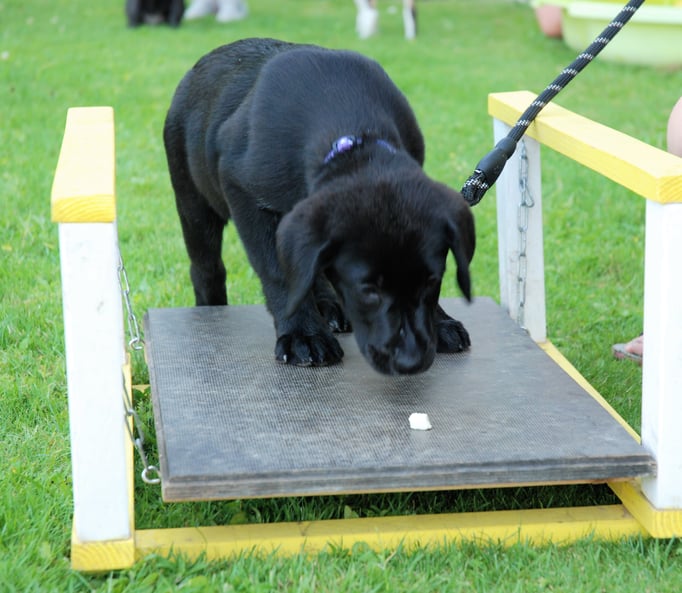 Welpenschule © Hundeschule gooddog 