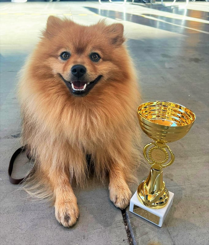 Ringtraining © Hundeschule gooddog