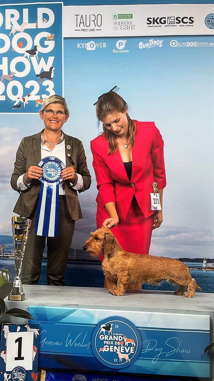 Ringtraining © Hundeschule gooddog