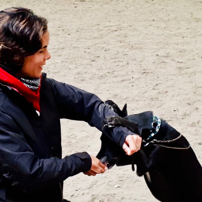 Clicker-Training © Hundeschule gooddog