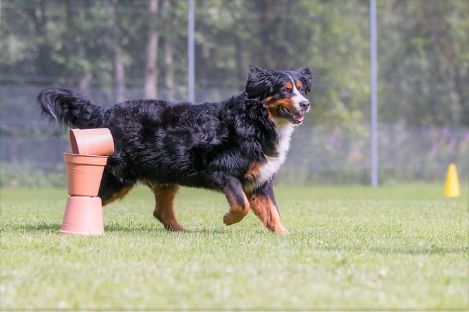 SpassSport © Hundeschule gooddog