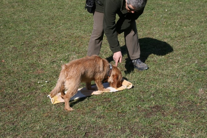 Spielen mit Hund © Hundeschule gooddog