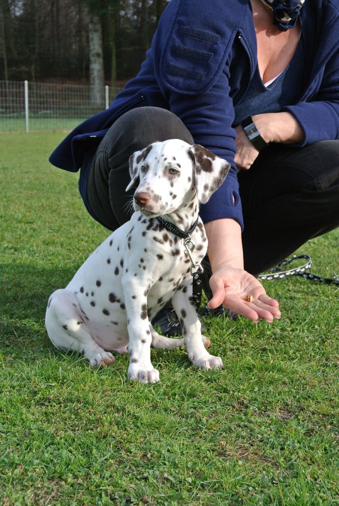 Dalmatiner @ Welpenschule © Hundeschule gooddog
