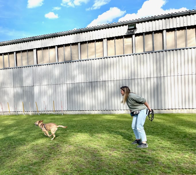 Begleithund/Obedience © Hundeschule gooddog