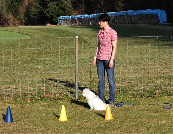 Zwergligruppe/Zwerghunde © Hundeschule gooddog