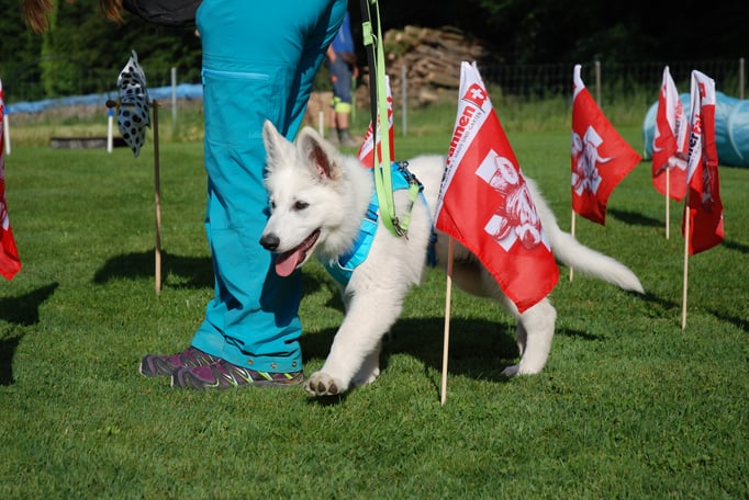 Berger Blanc Suisse, Weisser Schäferhund Welpenschule © Hundeschule gooddog