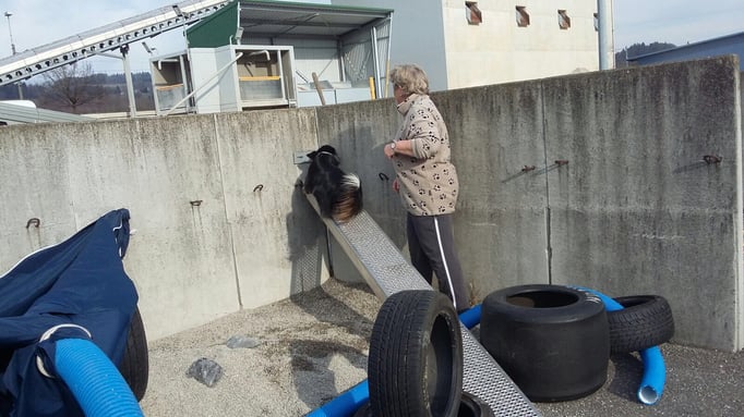 Objektsuche © Hundeschule gooddog