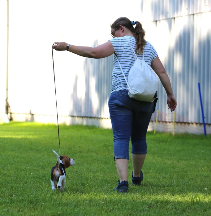 Ringtraining © Hundeschule gooddog