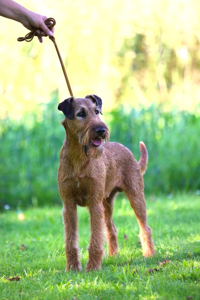 Ringtraining © Hundeschule gooddog
