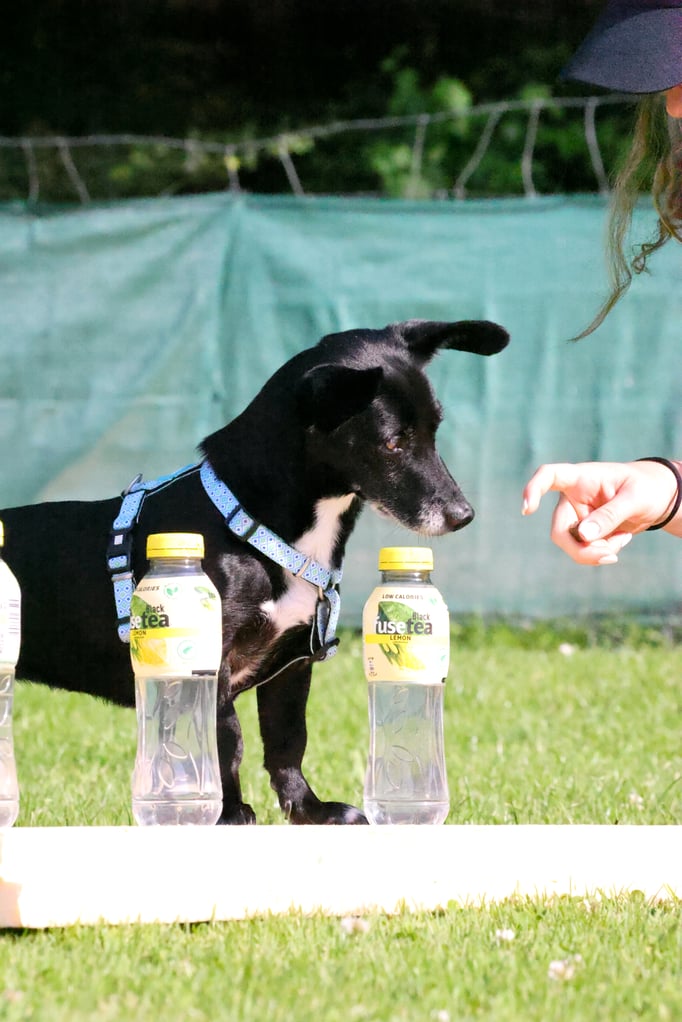 Zwergligruppe/Zwerghunde © Hundeschule gooddog