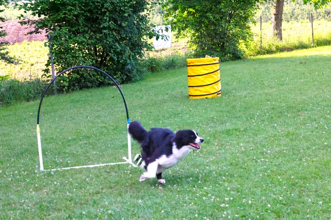Hoopers/Hoop-Agi/Nadac © Hundeschule gooddog