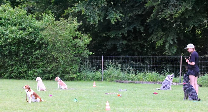Begleithund/Obedience © Hundeschule gooddog