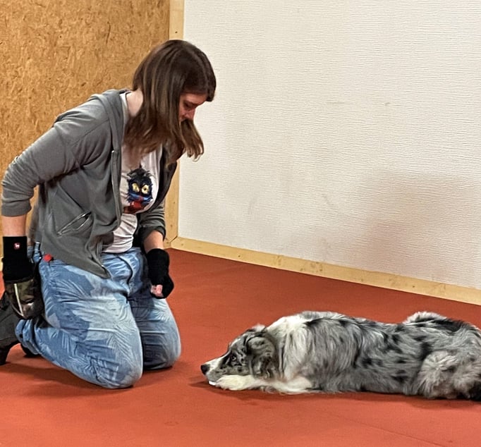 Clicker-Training © Hundeschule gooddog