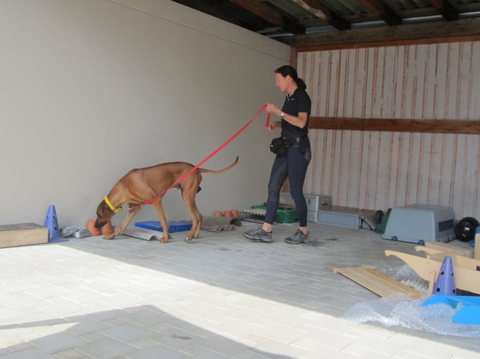 Objektsuche © Hundeschule gooddog