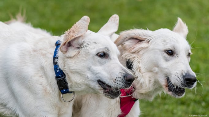 Junghundekurs © Hundeschule gooddog