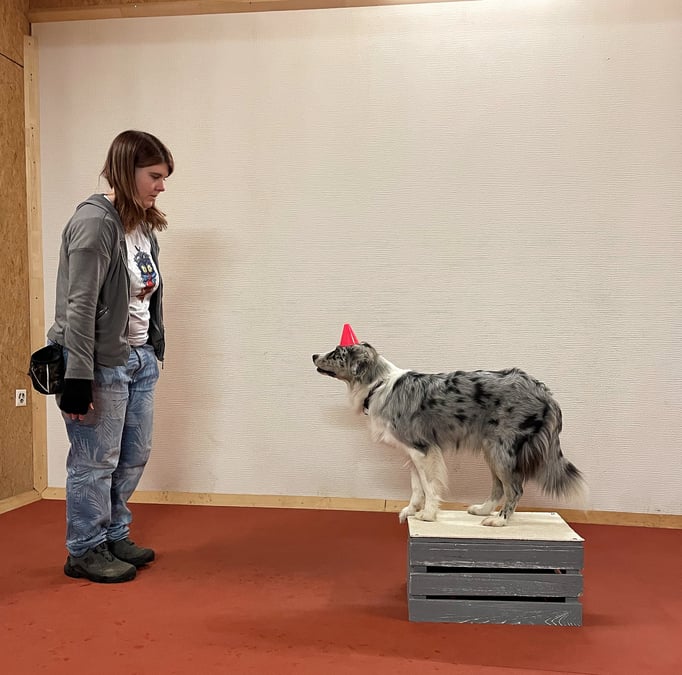 Clicker-Training © Hundeschule gooddog