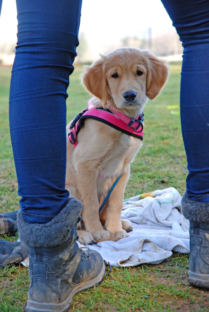 Welpenschule © Hundeschule gooddog 