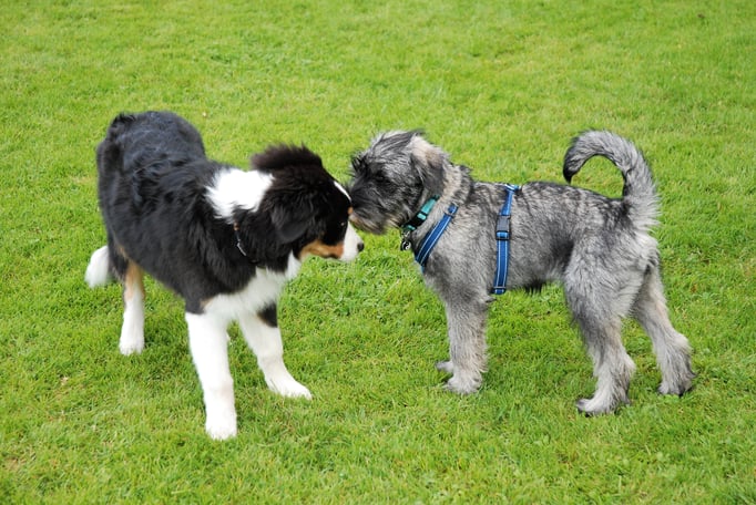 Welpenschule © Hundeschule gooddog 