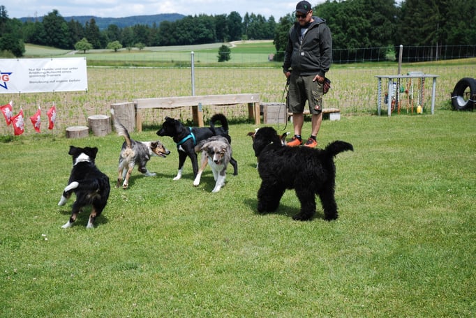 Welpenschule © Hundeschule gooddog 