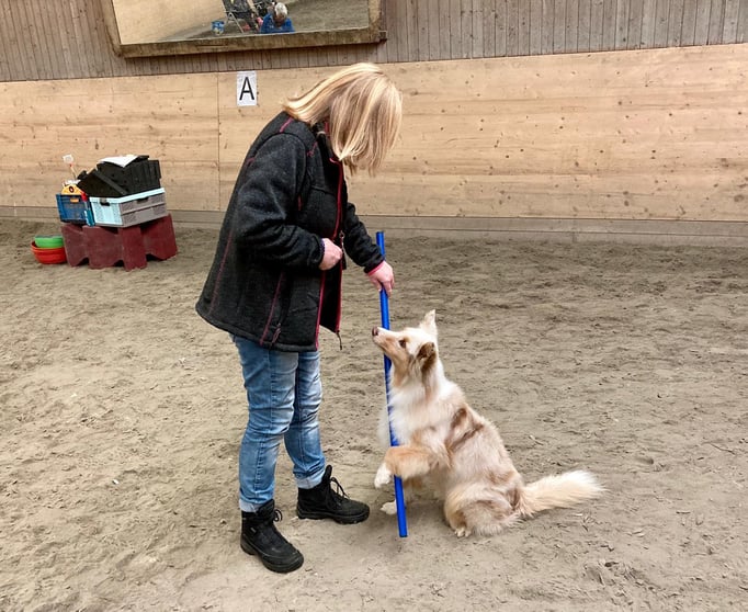 Clicker-Training © Hundeschule gooddog