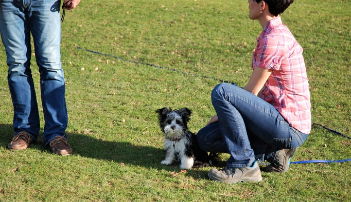 Zwergligruppe/Zwerghunde © Hundeschule gooddog