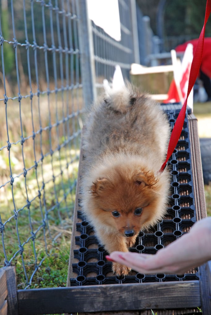 Zwergligruppe/Zwerghunde © Hundeschule gooddog
