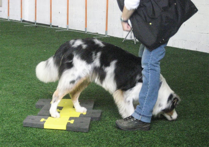 Clicker-Training © Hundeschule gooddog