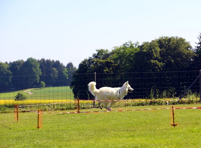 Longieren mit Hunden © Hundeschule gooddog, Berger blanc