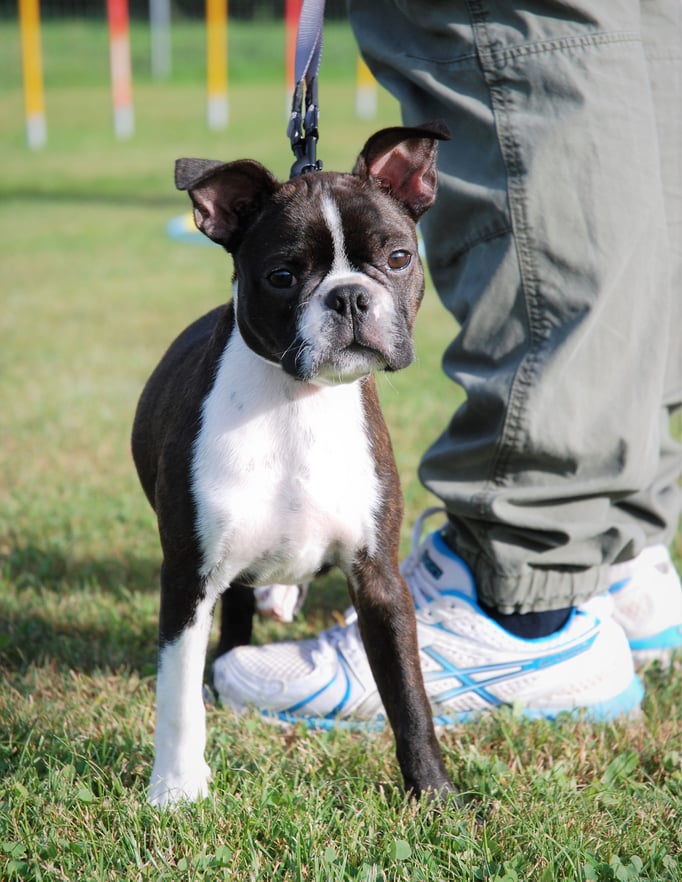 Zwergligruppe/Zwerghunde © Hundeschule gooddog